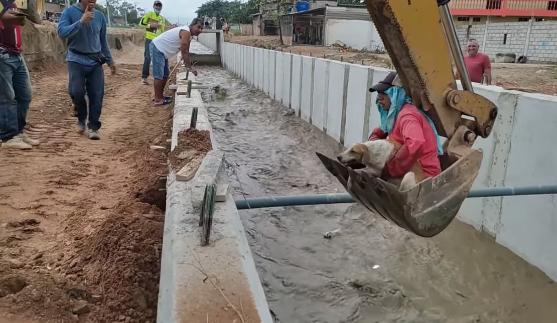 Rescate del perro