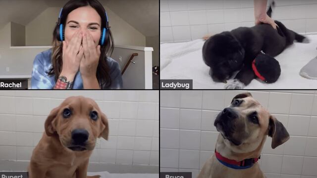 Adopciones de perros vía Zoom