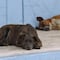 Turquía aprueba una polémica ley que busca acabar con los perritos de la calle