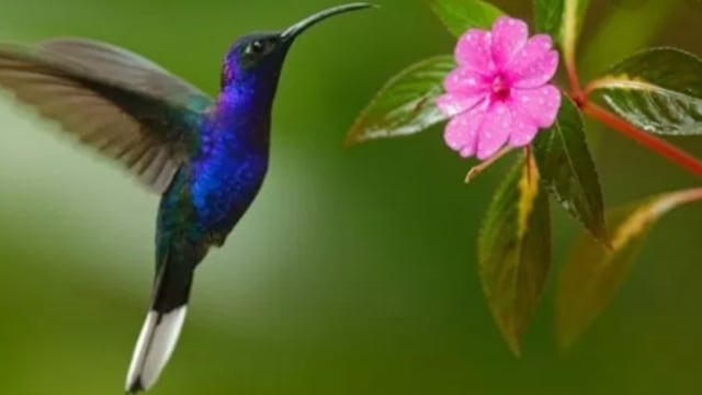 Se trata de un ave picuda que anda de flor en flor extrayéndoles la miel y el polen.