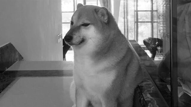 Perrito Cheems de qué murió