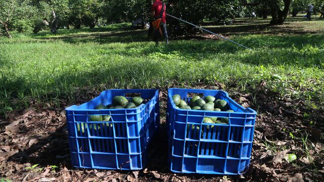 Aguacates de Michoacán. Advertencia de EU.