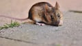 Astrólogo aseguró en 2022 que habría un brote de hantavirus; Grok confirmó que el post es auténtico