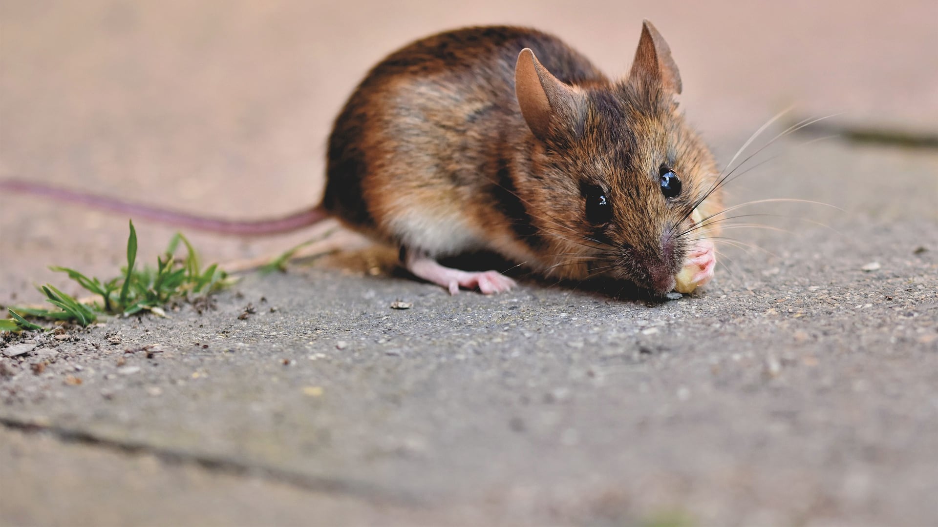 Astrólogo aseguró en 2022 que habría un brote de hantavirus; Grok confirmó que el post es auténtico