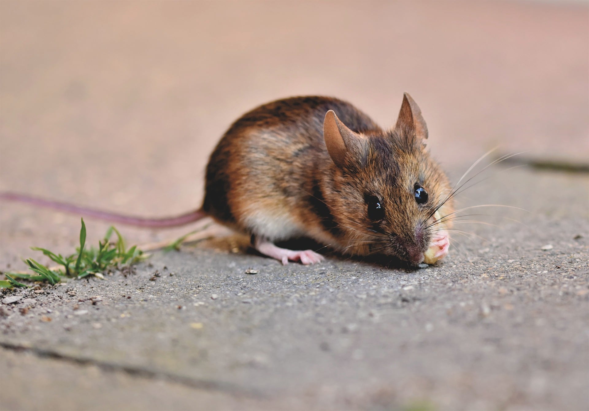 Hantavirus