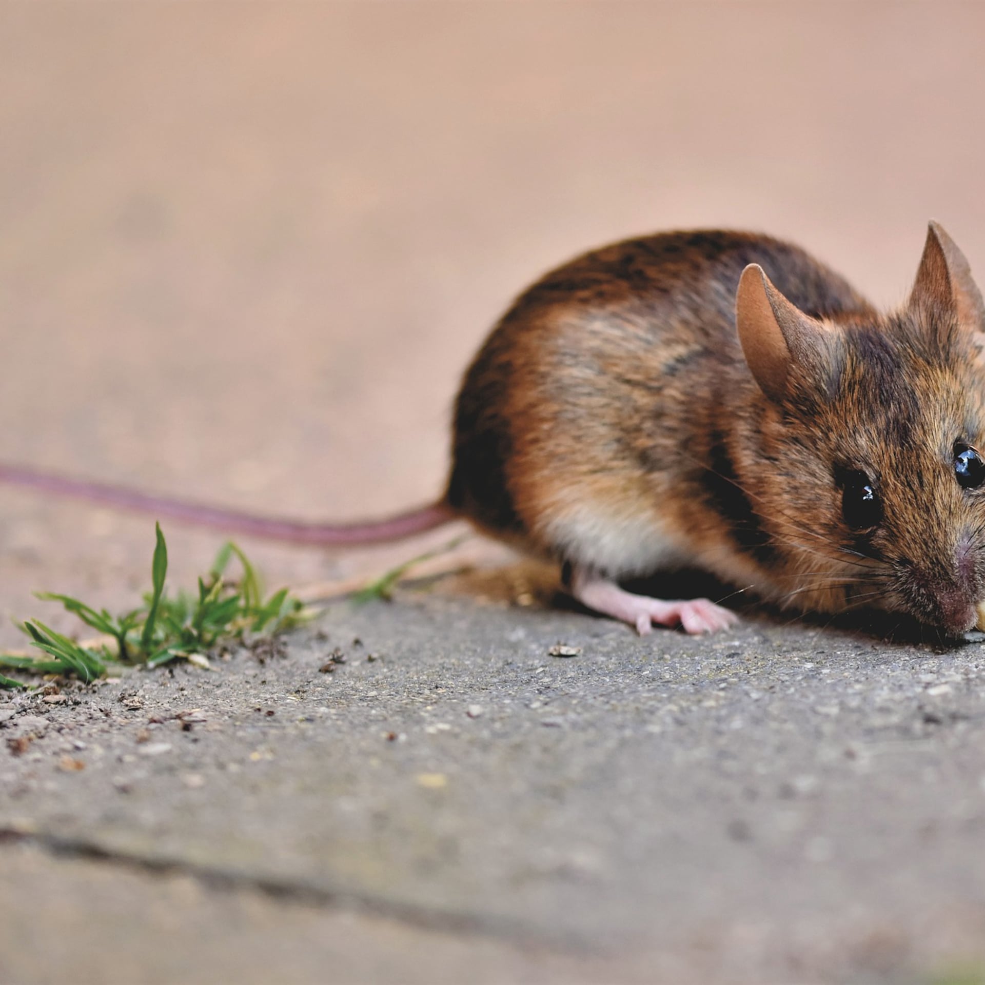Astrólogo aseguró en 2022 que habría un brote de hantavirus; Grok confirmó que el post es auténtico