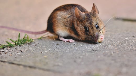 Astrólogo aseguró en 2022 que habría un brote de hantavirus; Grok confirmó que el post es auténtico