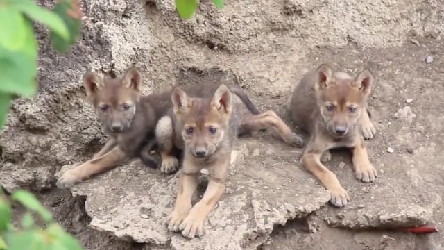 Los tres lobeznos de lobo gris mexicano que nacieron en el Museo del Desierto (MUDE) de Coahuila