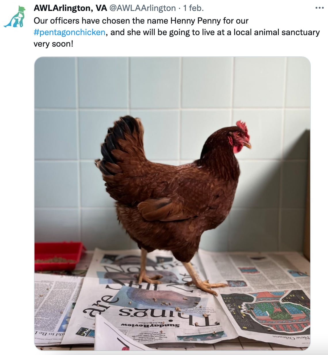 Gallina que intentó infiltrarse en el pentágono