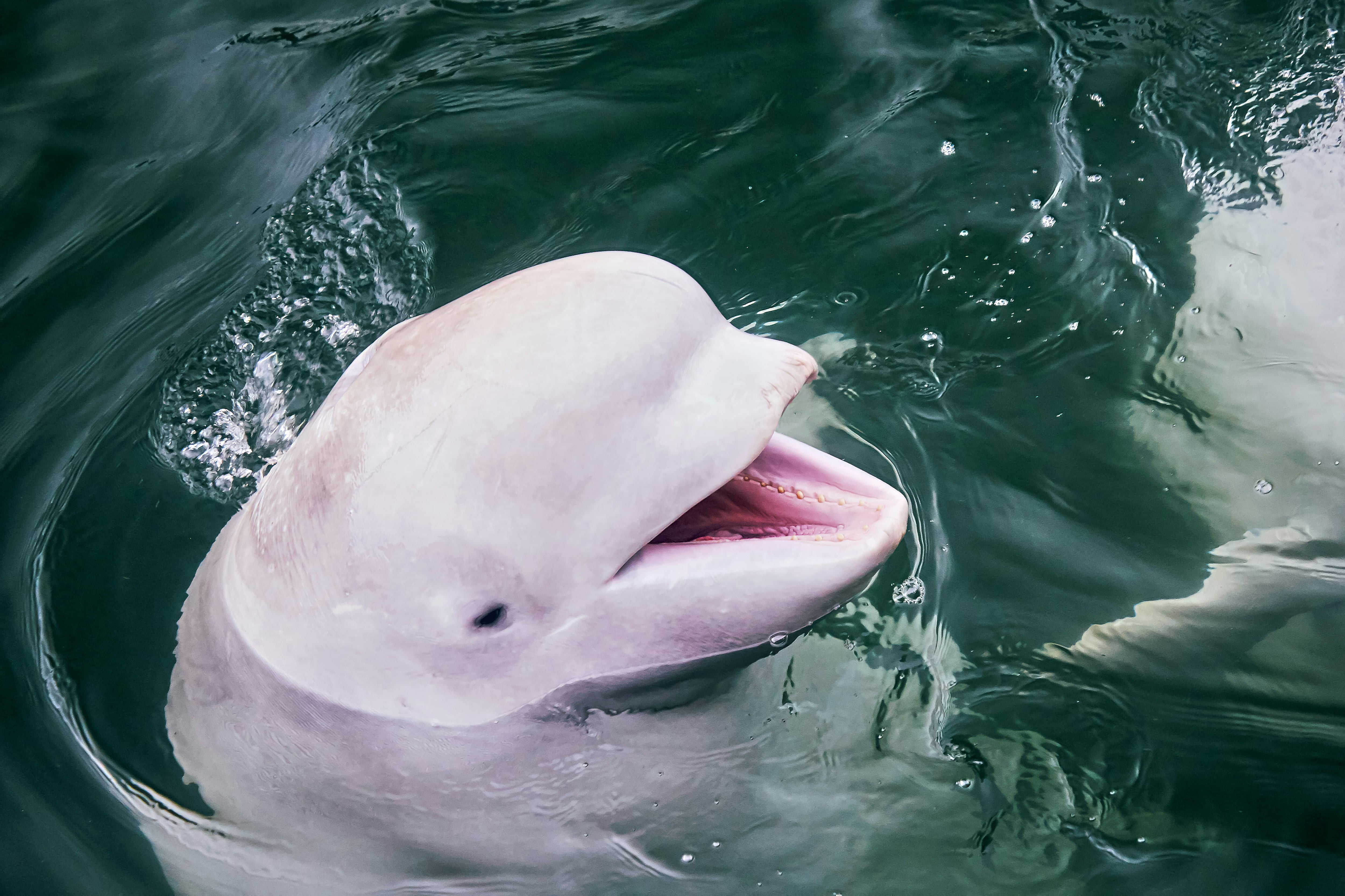 Beluga