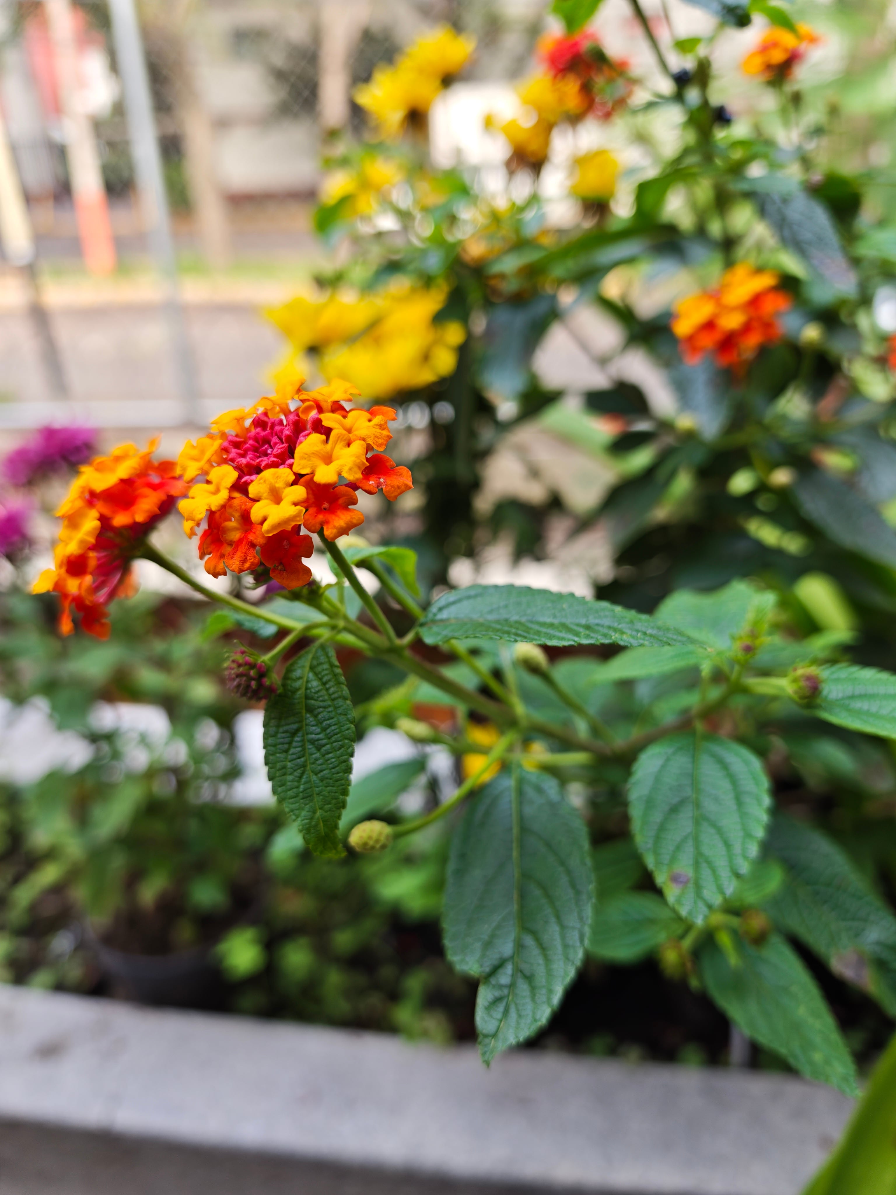 Foto tomada con el Xiaomi 17