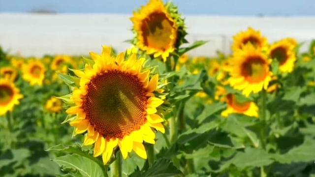 Siembran miles de girasoles en Oaxaca para multiplicar población de abejas