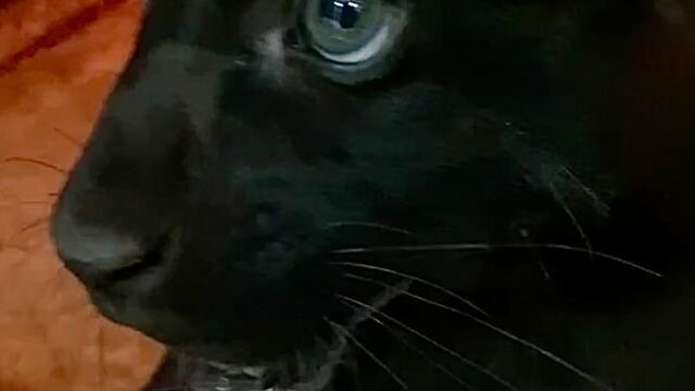 Zoológico de Chapultepec celebra nacimiento de jaguar bebé