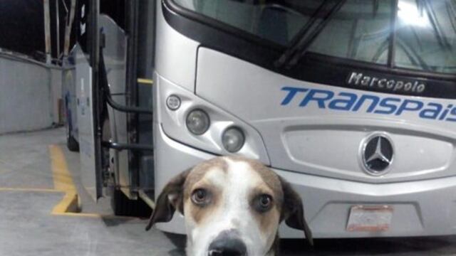 Muere Firulais, el perrito que trabajaba como vigilante en una línea de autobuses