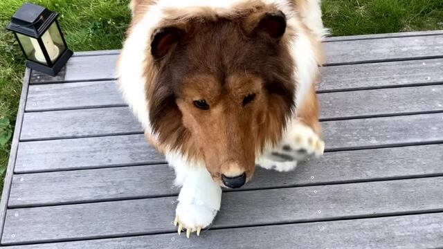 Hombre perro japonés
