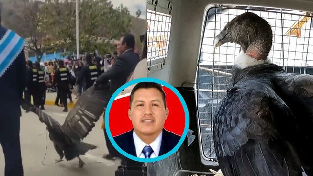Fritz Valencia, alcalde de Apurímac, Perú, fue arrestado por arrastrar cóndor