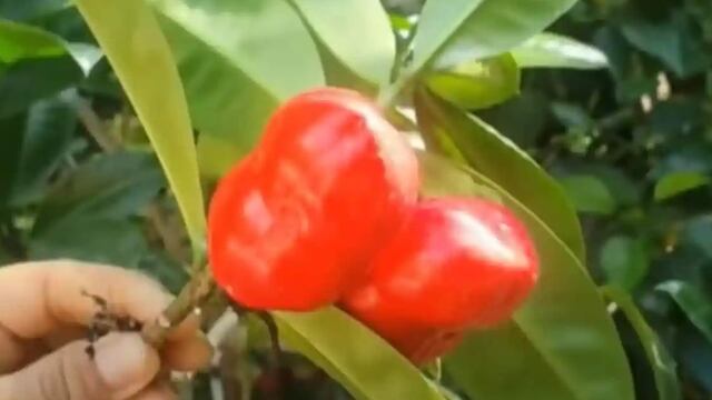 Fruta 'huevos de toro'