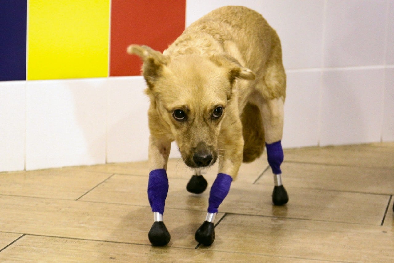 Monika, la perrita rusa que volvió a caminar