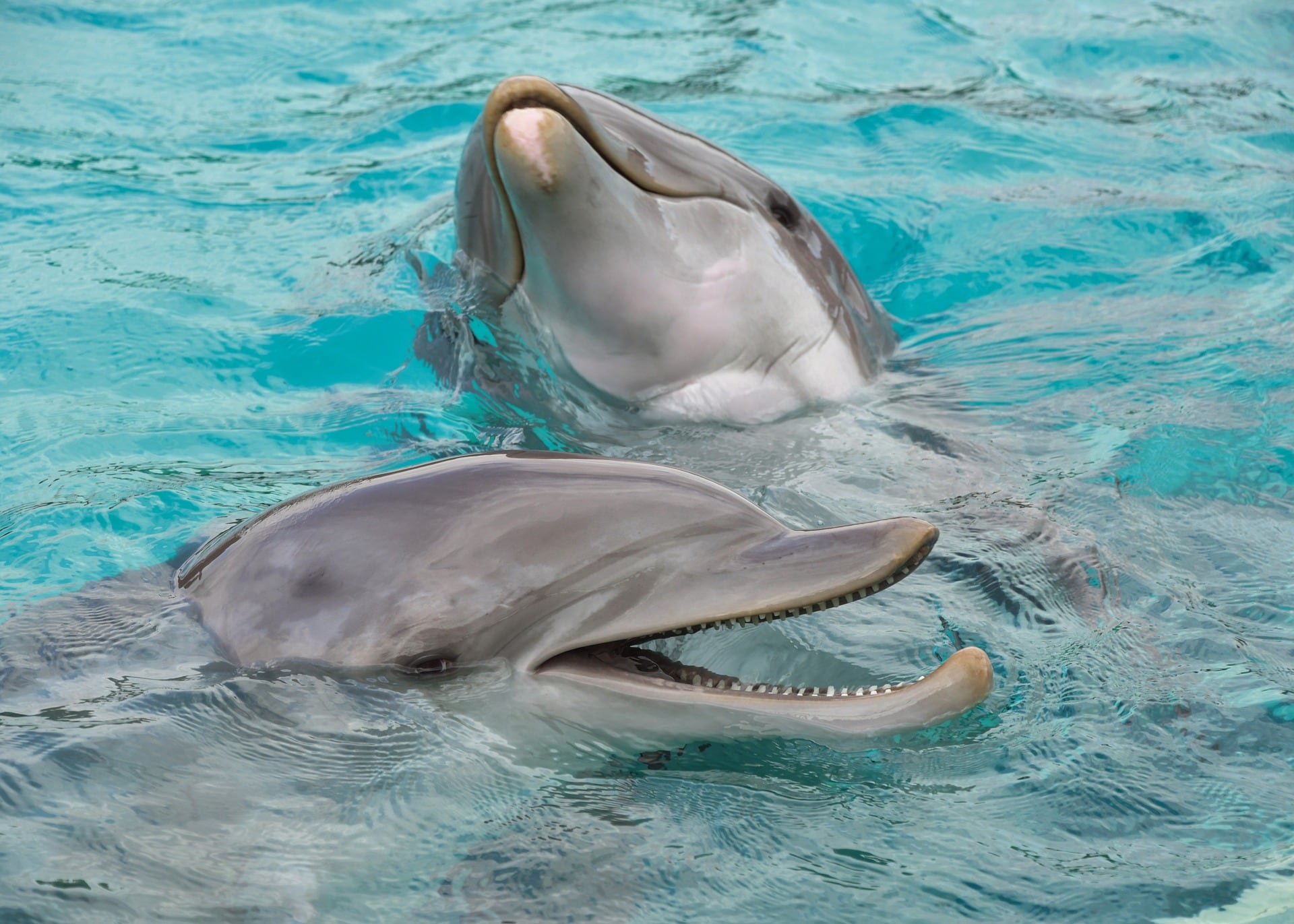 Delfines