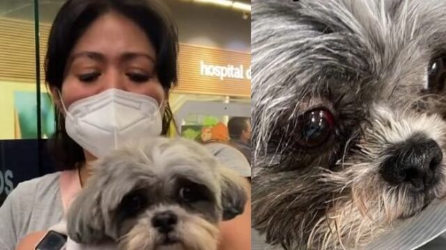 La perrita Melisa resultó dañada de un ojo
