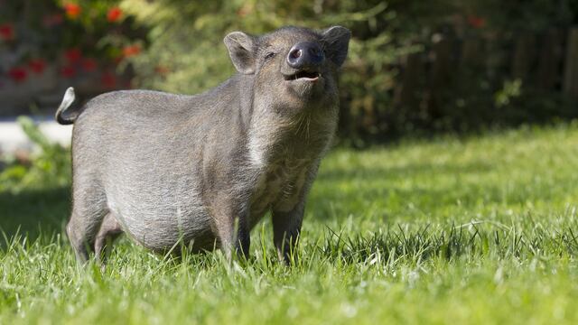 El jabalí ayudo involuntariamente a la policía al encontrar un cargamento de cocaína