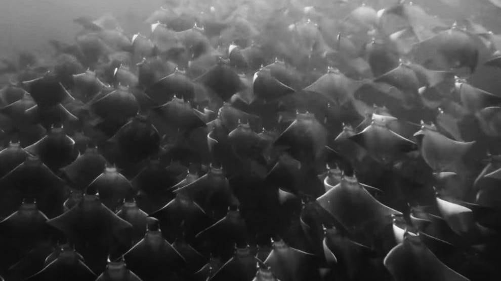Mantarrayas