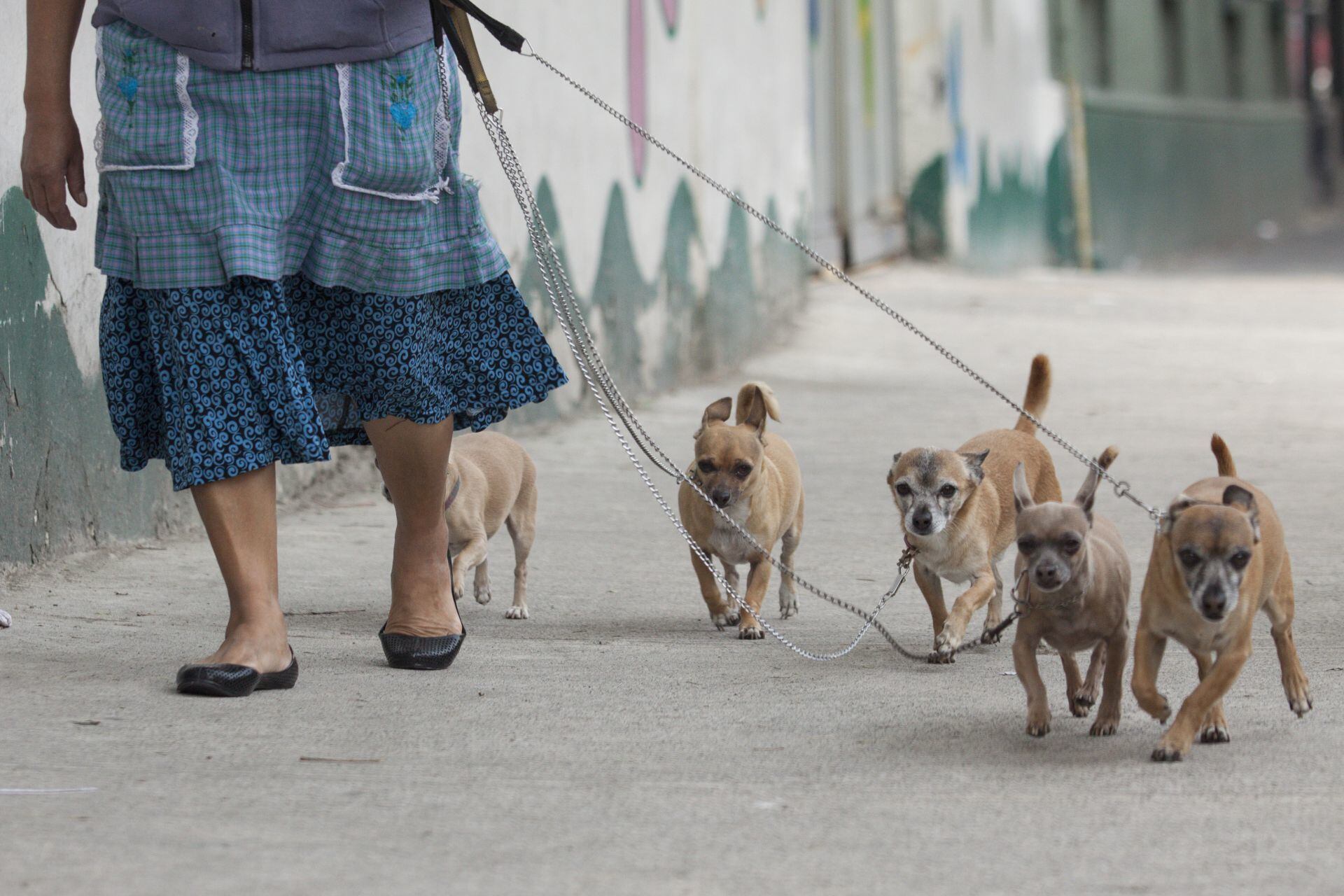 Perro chihuahua