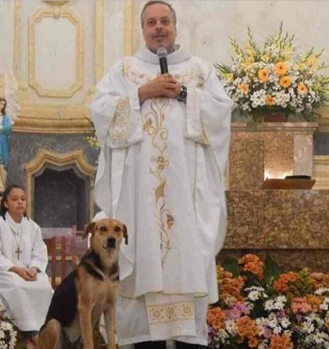 Perros en misa para adopción.