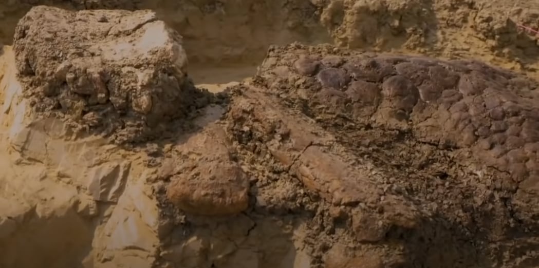 Restos fósiles de dinosaurio que murió al estrellarse el meteorito