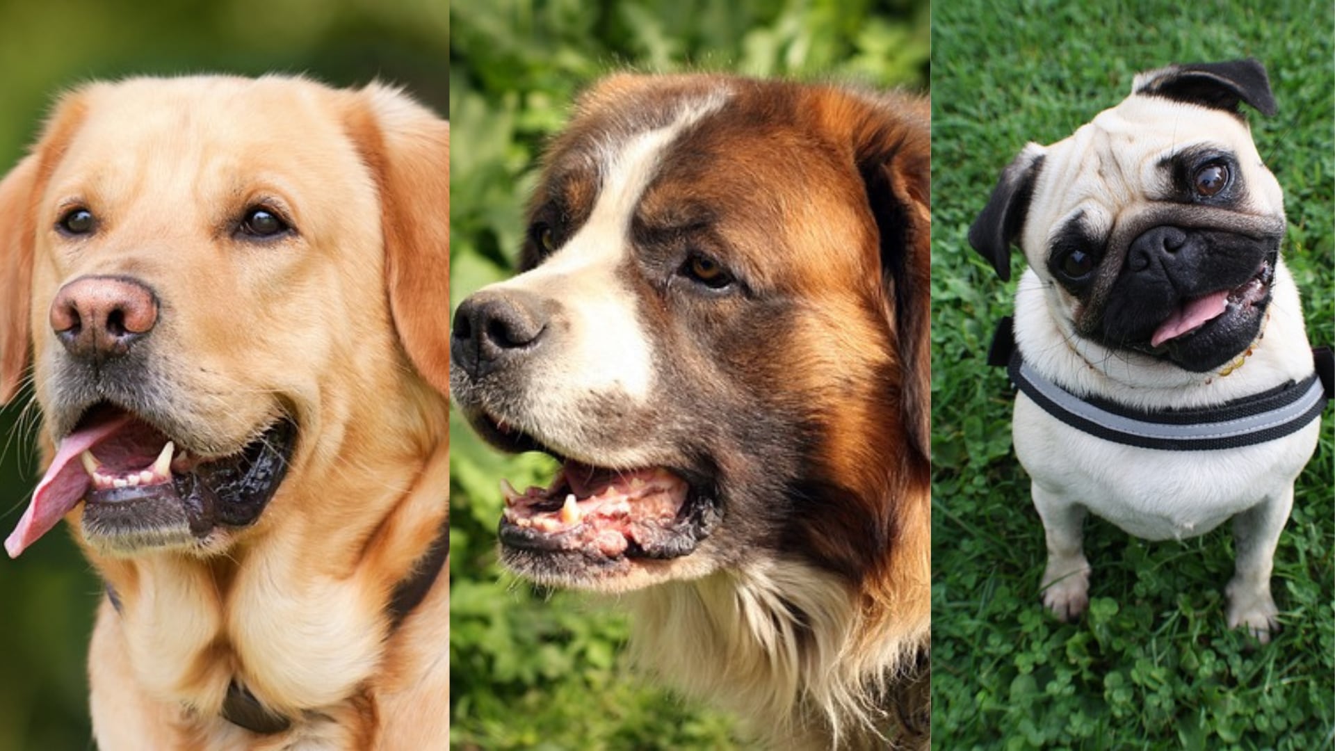 Labrador retriever, San Bernardo y pug