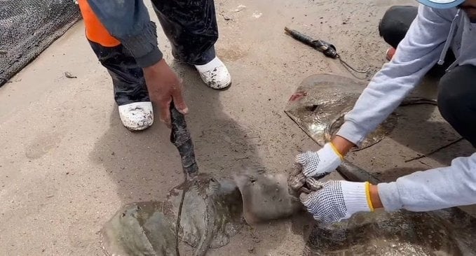 Mutilación de rayas en Sonora