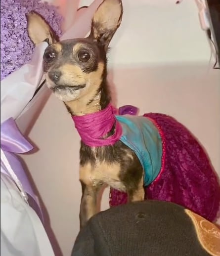 Chispita, perrita disecada