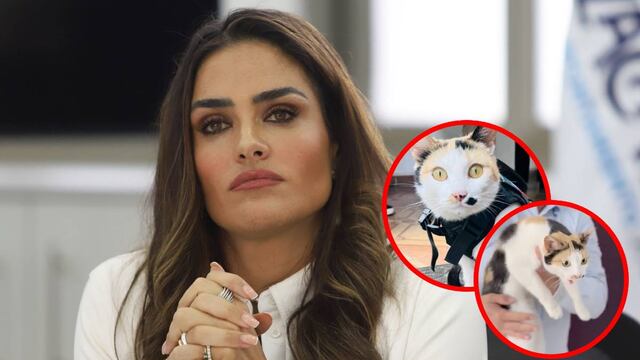 Alessandra Rojo de la Vega rescata gato abandonado en Academia Ollin Cuauhtémoc
