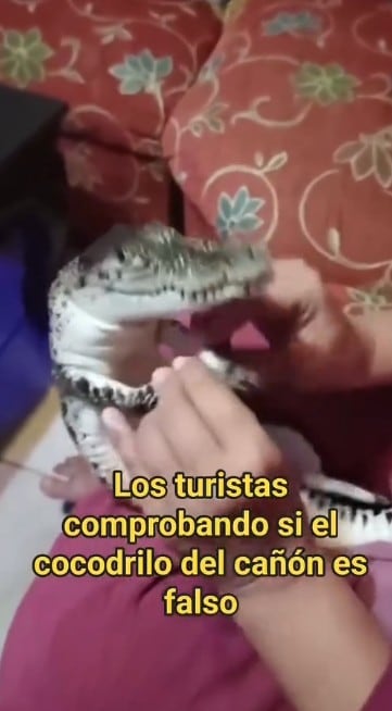 Memes cocodrilo