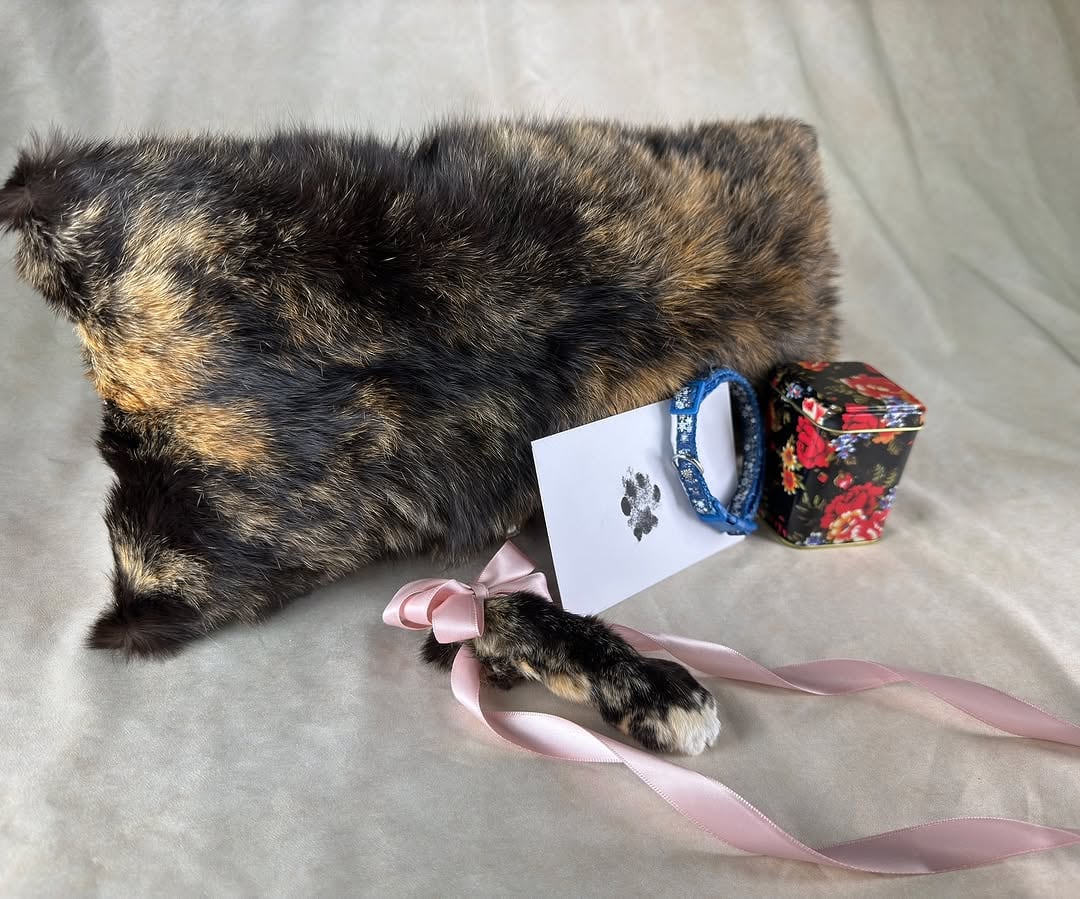 Convirtieron a un gato en almohada y conservaron una pata con taxidermia