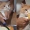 VIDEO: Hacen que el gato parta la Rosca de Reyes e impacta a TikTok porque no le salió niño