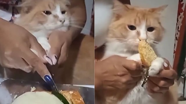 VIDEO: Hacen que el gato parta la Rosca de Reyes e impacta a TikTok porque no le salió niño