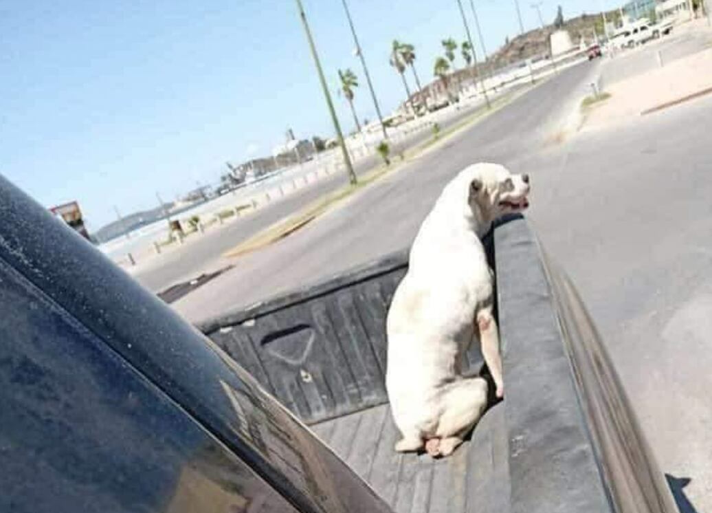 Perrito da su último paseo antes de morir