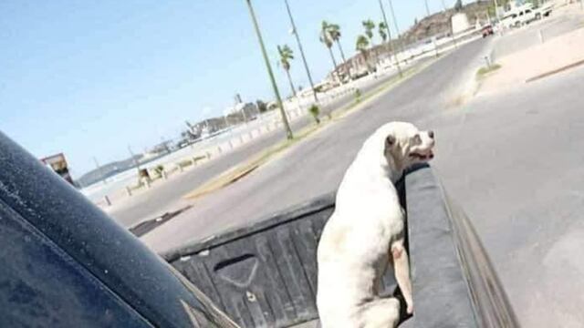 Perrito da su último paseo antes de morir