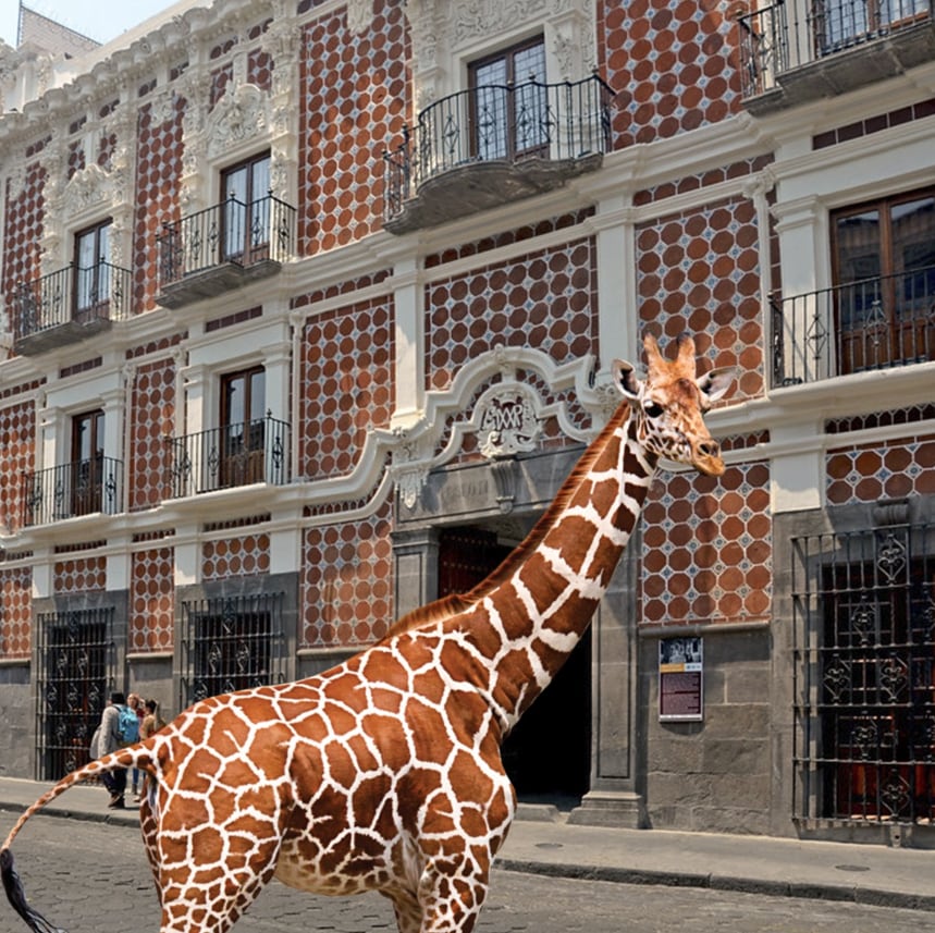 Memes de la Jirafa Benito