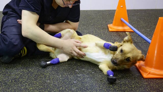 Monika, la perrita rusa que volvió a caminar