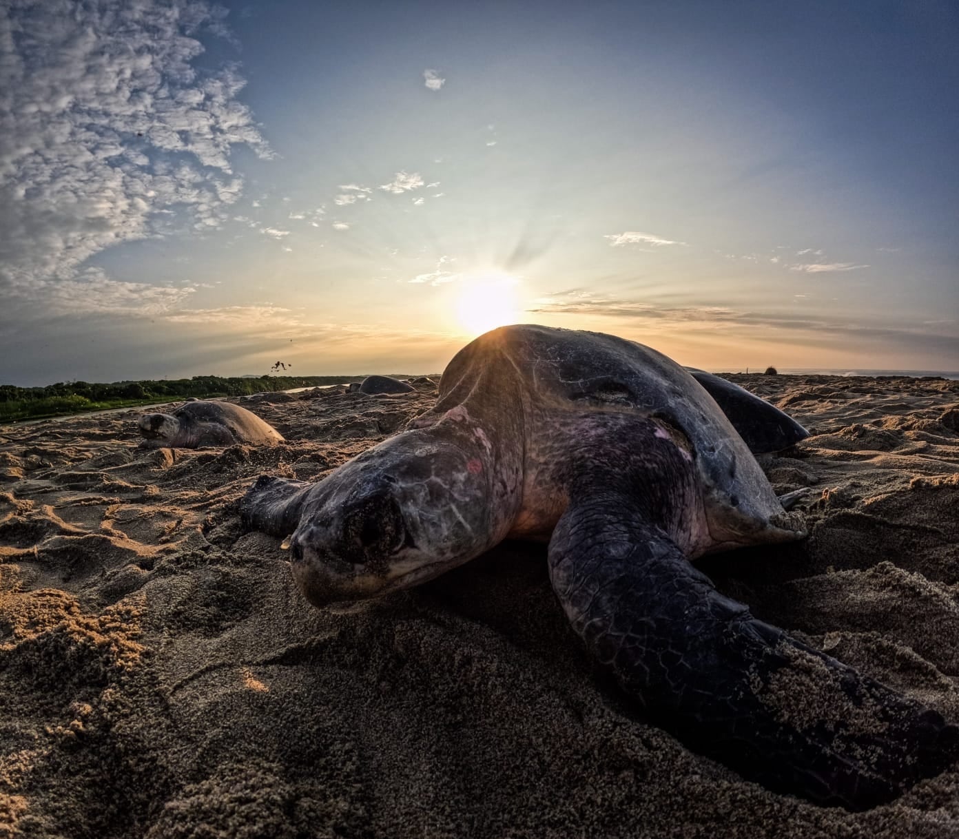 Tortugas marinas en Playa Escobilla