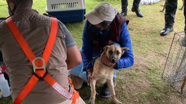'Spike', perrito rescatado