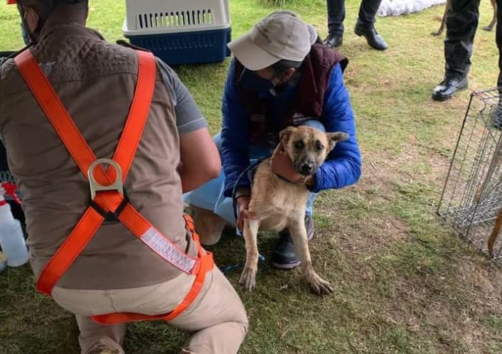 'Spike', perrito rescatado