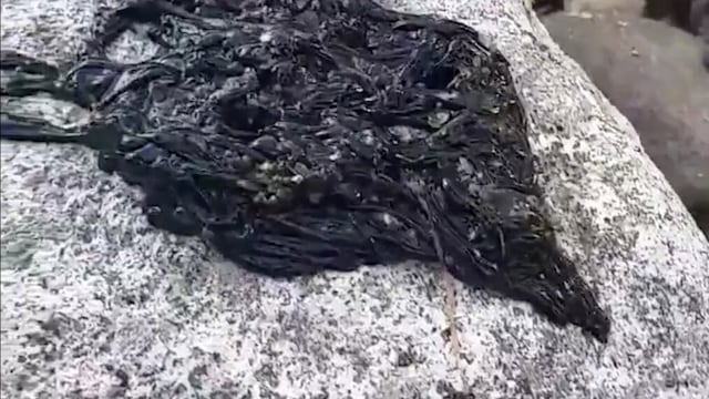 Rara criatura es comparada con un 'simbionte'