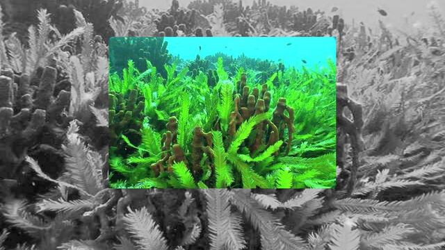 El objetivo es conocer los efectos de ciertas bacterias probióticas y una microalga en el sistema inmunológico.