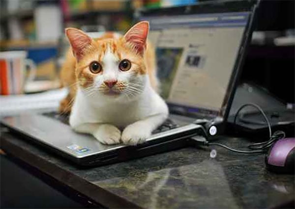 gatos