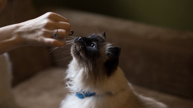 Gatos también se contagian de Covid-19; así los afecta