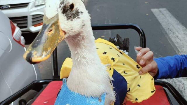 Waffle, la patita que vendía aguas