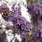 ¿Dónde ver jacarandas en la CDMX? Este mapa te lo dice